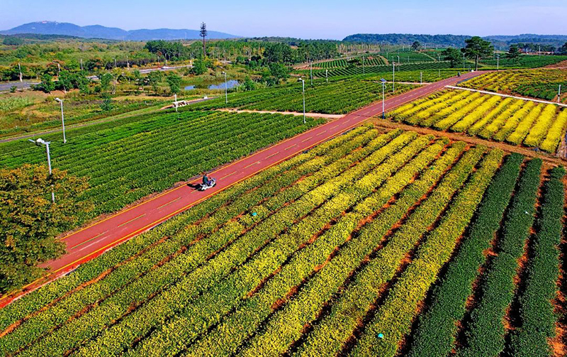 中國茶 向未來2023茶未來發展大會（金壇）倡議